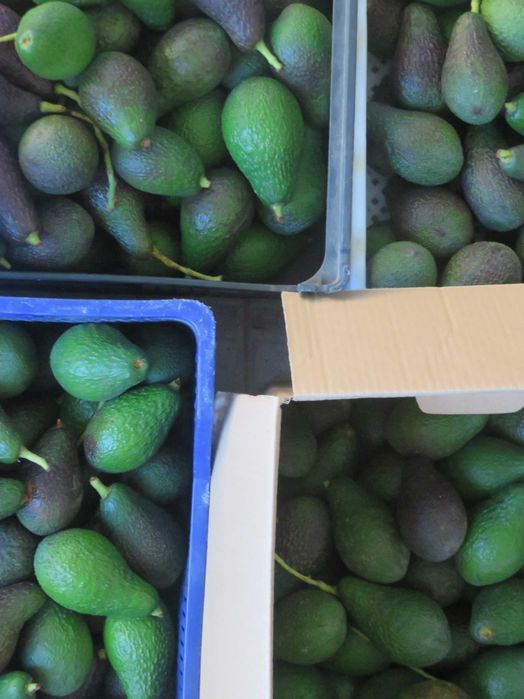 Abacate Biológico de Produção Nacional