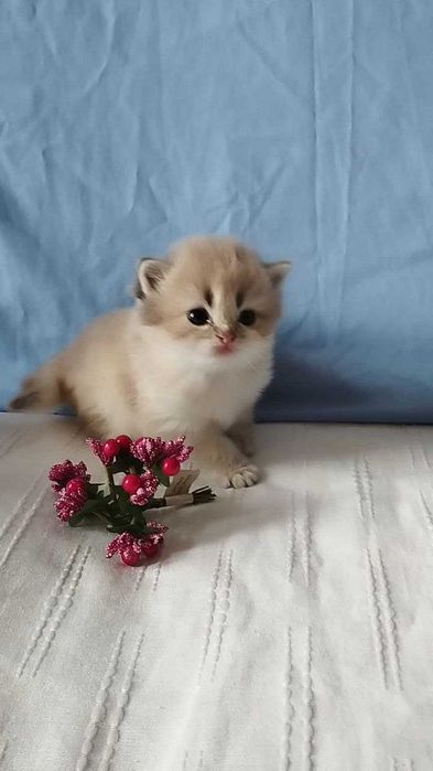 Шотландская золотая шиншилла (голубое золото ау11)