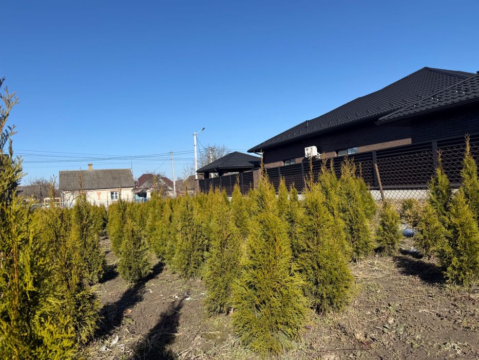 Продаю гарні туї  власний розсадник