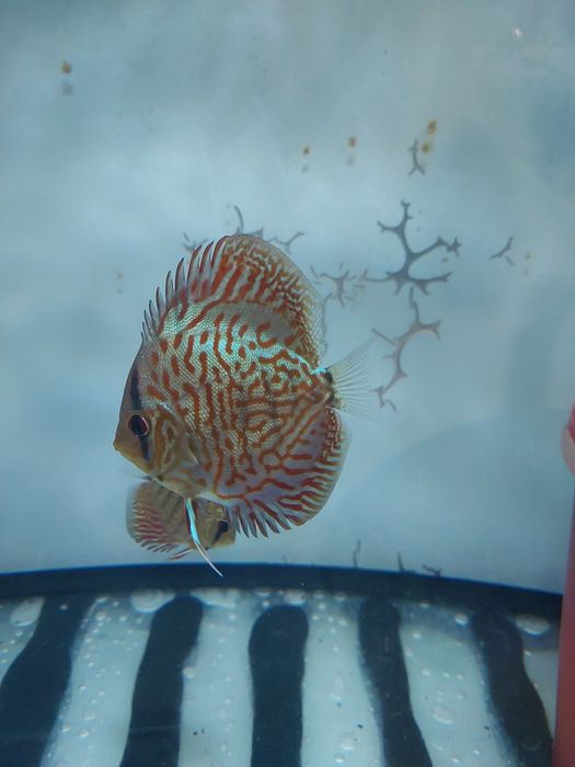 Продаж дискусів.Власного розведення,на міні розводні ДИСКУС-ІФ.