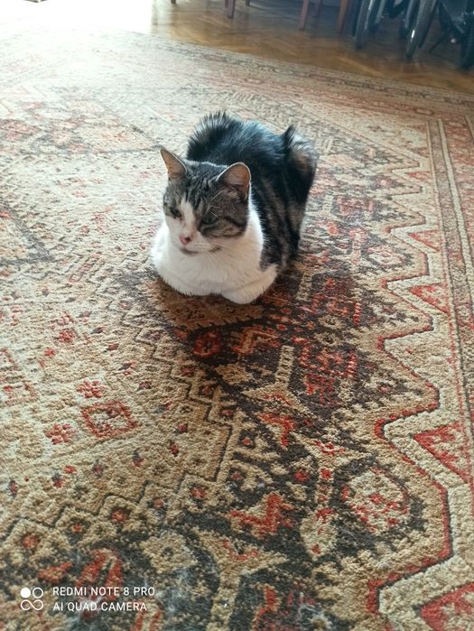 Opieka nad zwierzętami w warunkach domowych