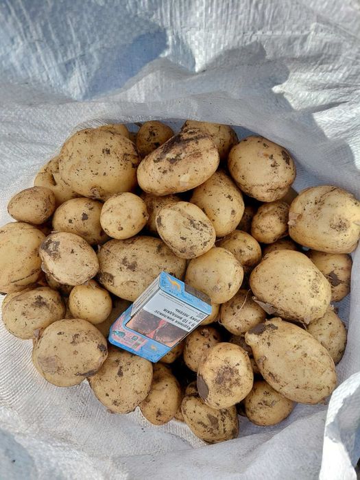 Продам картоплю рівʼєра мита, не мита опт