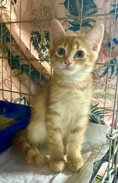 Котенок мальчик маленький рыжий кошеня хлопчик рудий маленький