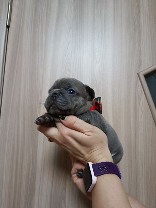 Два чудових хлопця