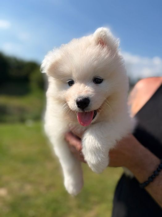 Suczka Samojed Samoyed. Szczeniak. ZKwP FCI Gotowa do odbioru.