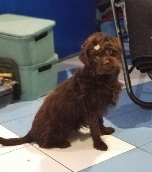 Девочка  Йоркопу