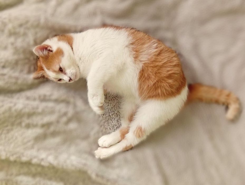 Котик муркотик шукає родину