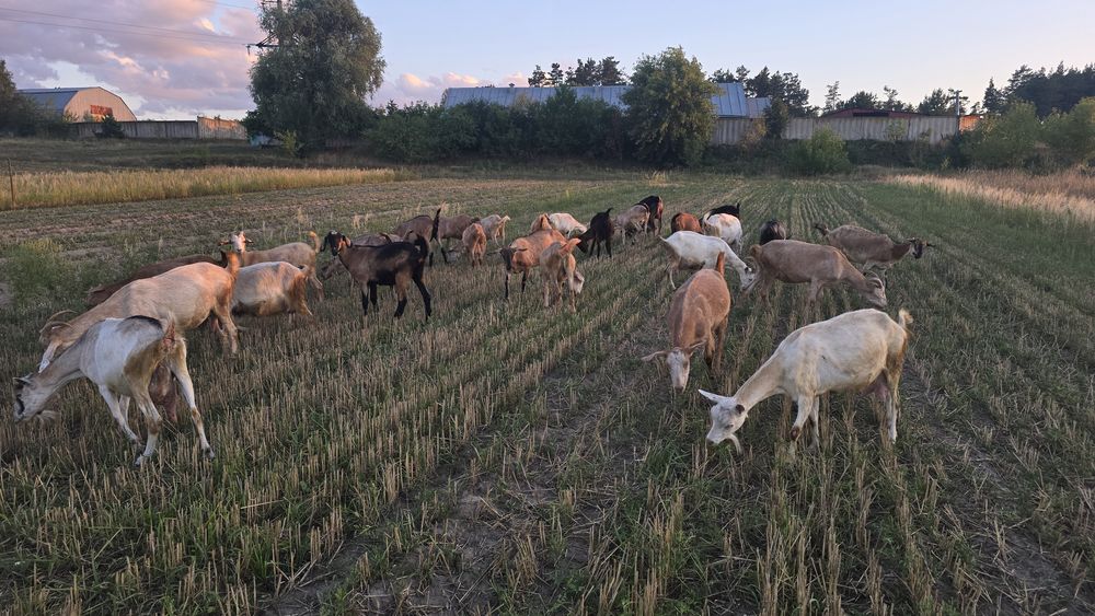 Кози заанейська і  англонубійська породи