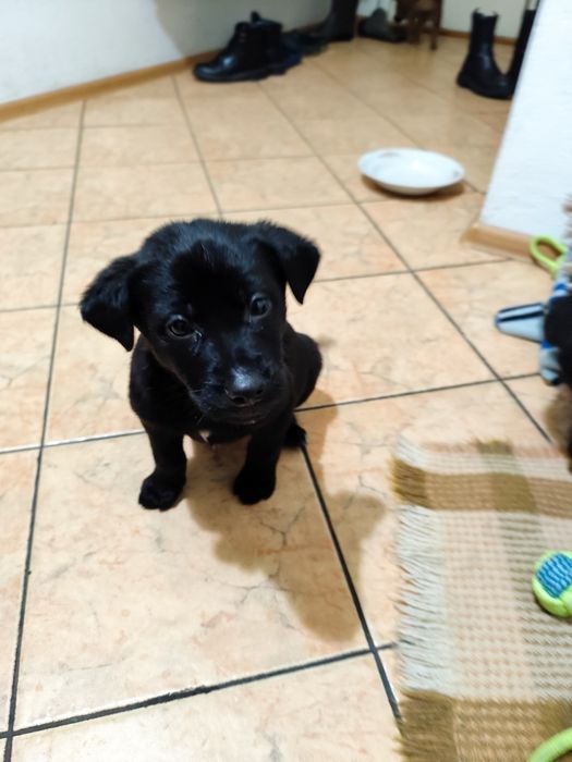 Oddam pieski/ Skierniewice