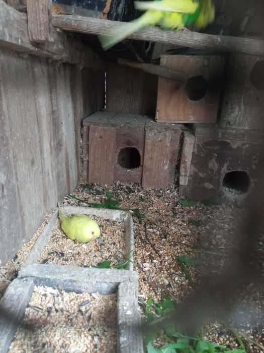 Vendo piriquitos australianos aves 2025