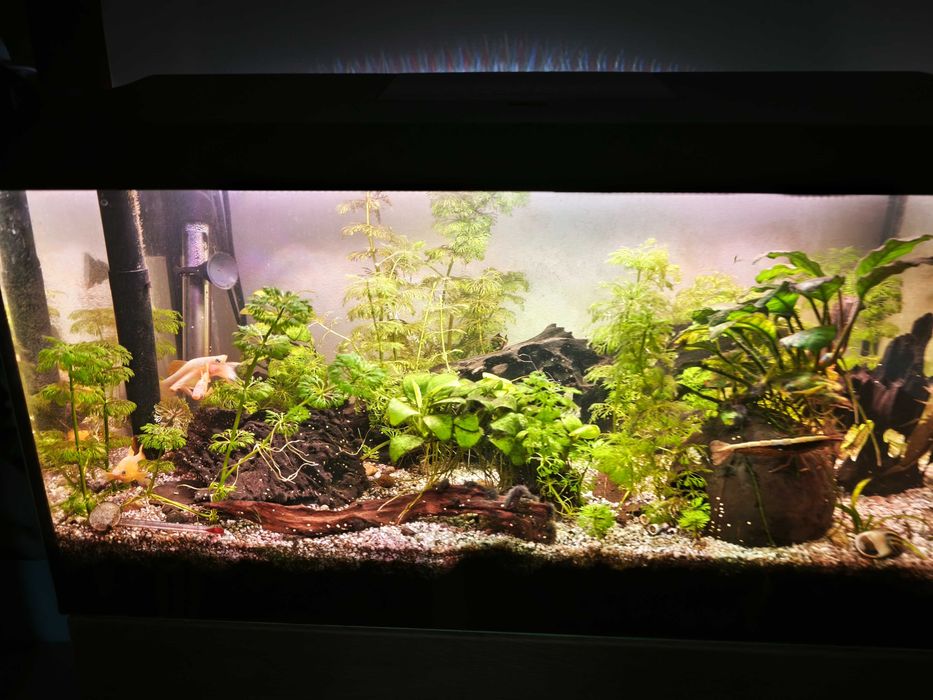 Akwarium 50L, 60x30x30, rybki, filtr kaskadowy, lampy, karmnik ozdoby