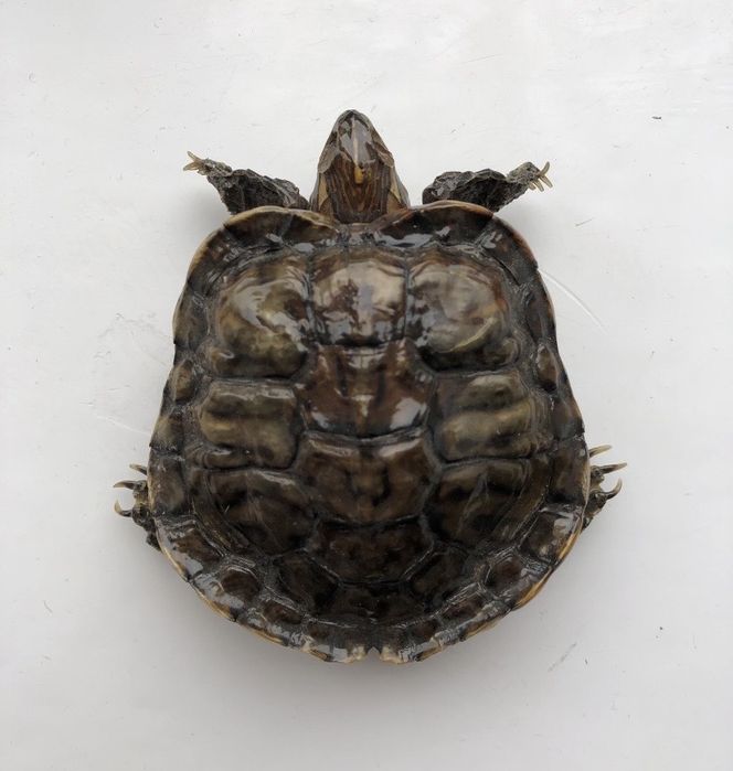 Черепаха засушена