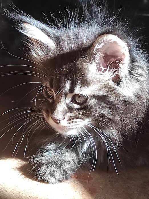Котята Мейн куна