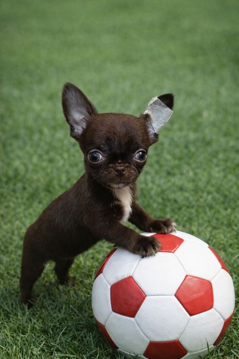 Красивые щенки чихуахуа