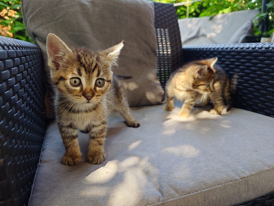 Czarny mały kocurek do adopcji