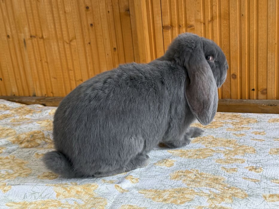 Samce baran francuski niebieski rodowód