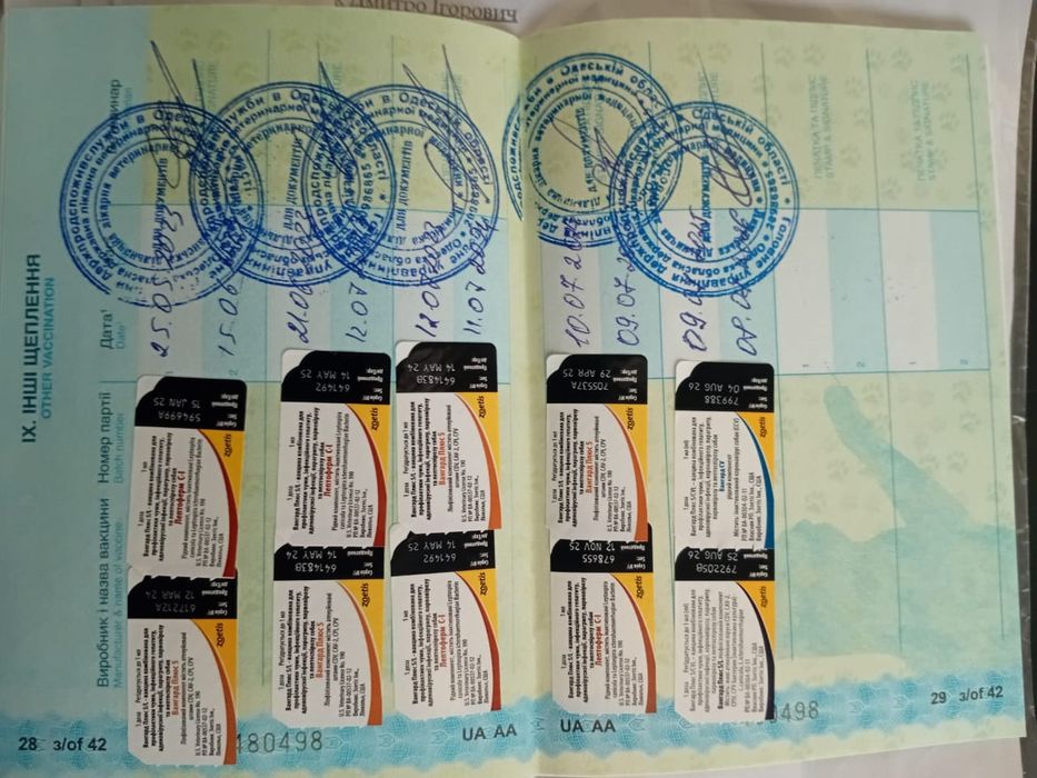 Шукаємо дівчинку для хлопчика