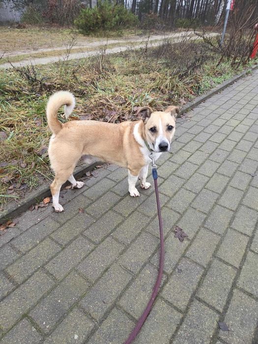 BORYS - Schronisko dla Zwierząt w Ostródzie