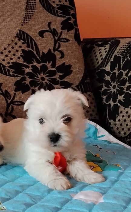 West Highland White Terrier