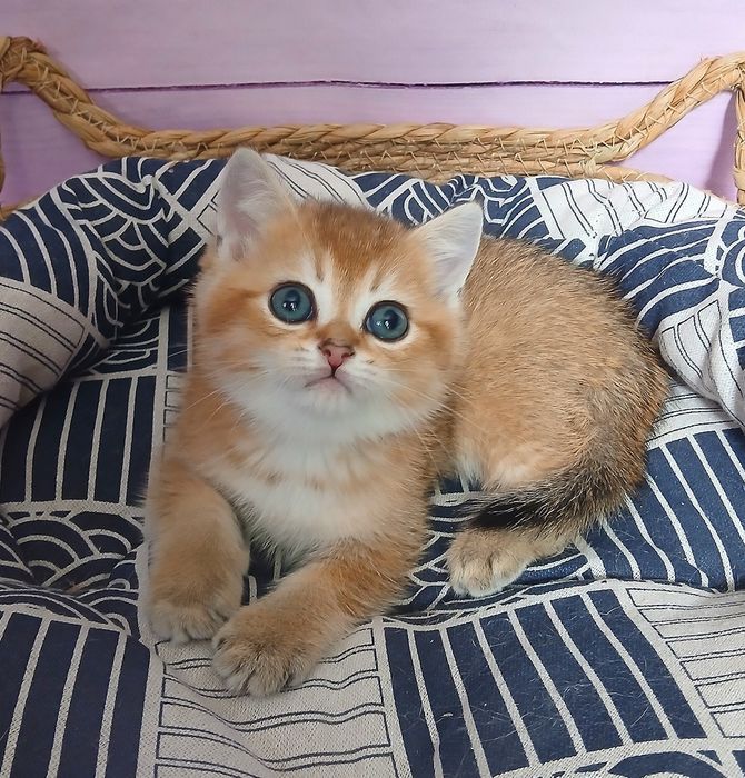 Кошеня золотої шиншили