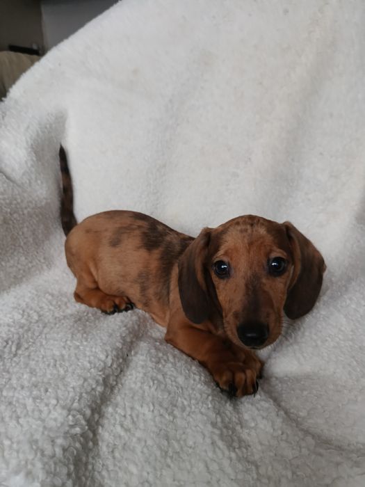 Jamnik krótkowłosy