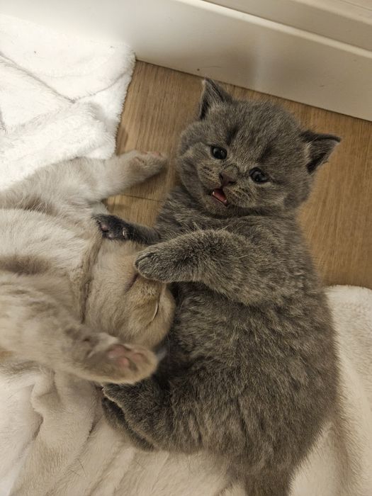 Scottish fold 2 meses
