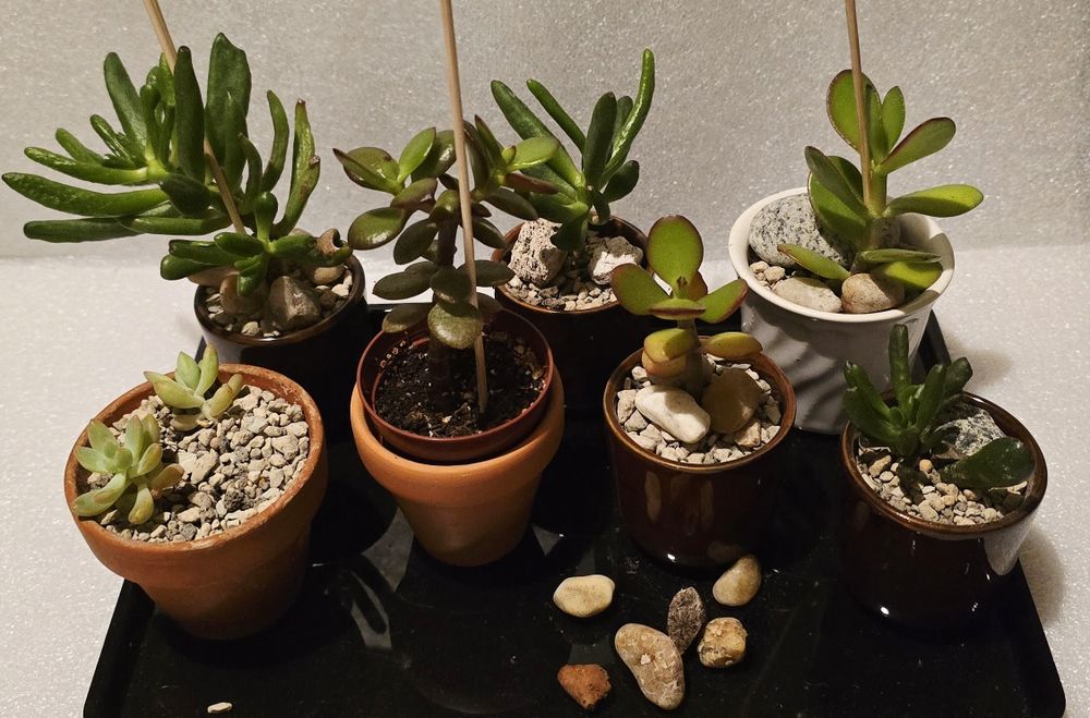 Grubosz crassula hobbit ucho Shreka bonsai