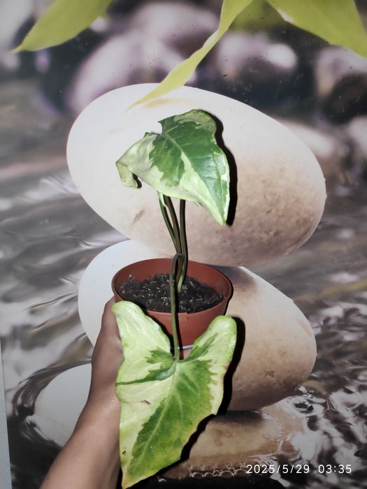 Syngonium 3 kings (Magic Marble)