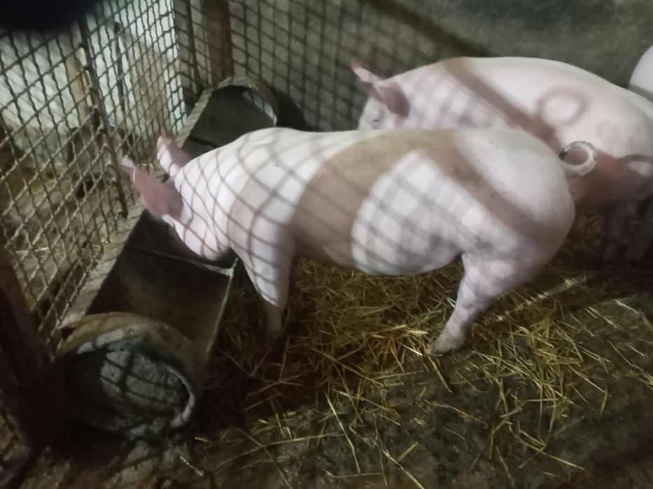 Свиноматки!Поросята на плем'я!Ремонтні льошки!