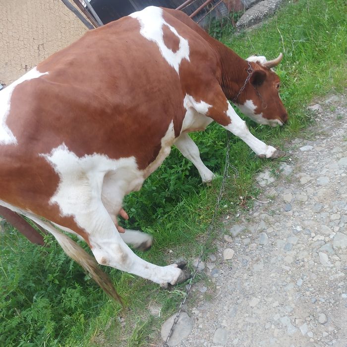 Продам породисту корову