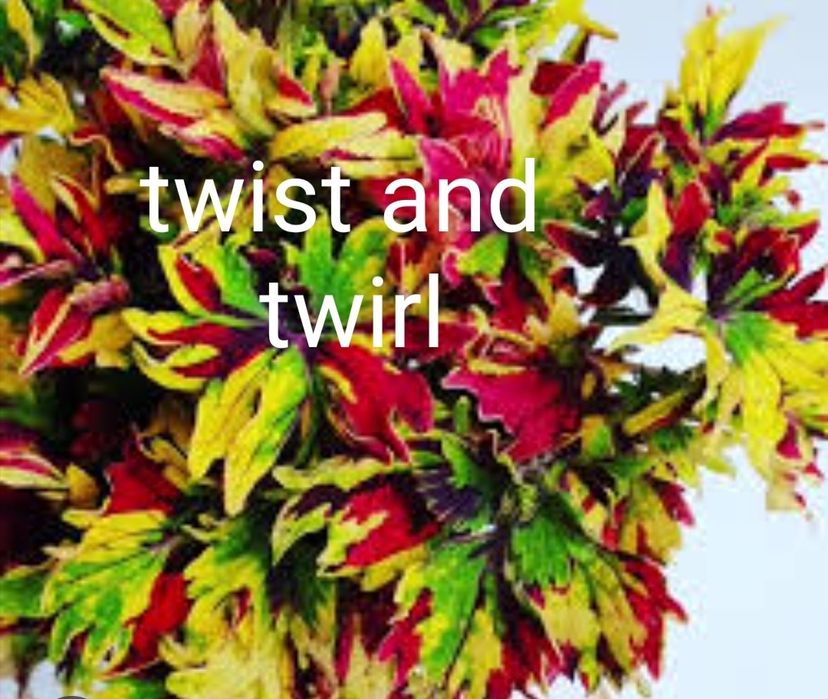 Колеуси сортові підрощені