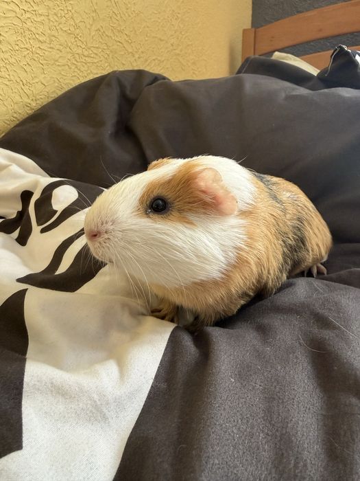 Морська свинка з кліткою