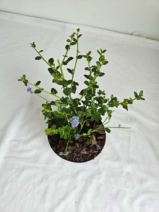 Prusznik Victoria (Ceanothus) niebieski krzew ozdobny