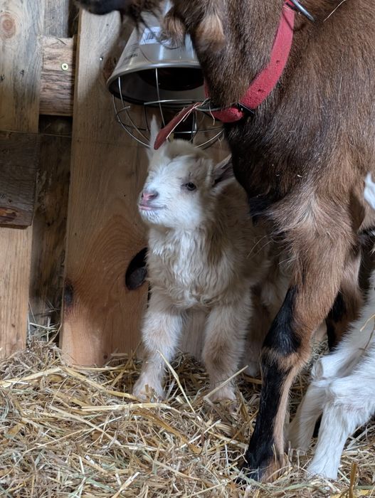 Wyjątkowe Koziołki Hodowlane: Matka Alpejska x Ojciec Saaneński