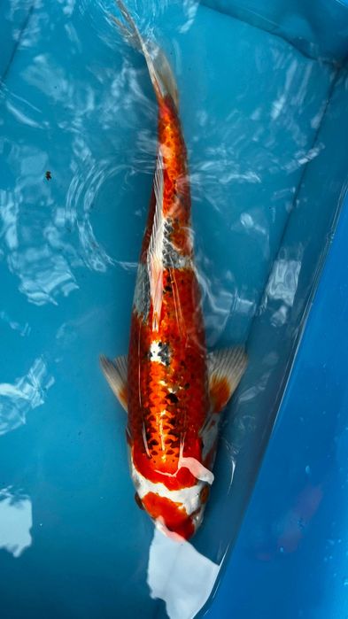 Oryginalne Karpie Koi