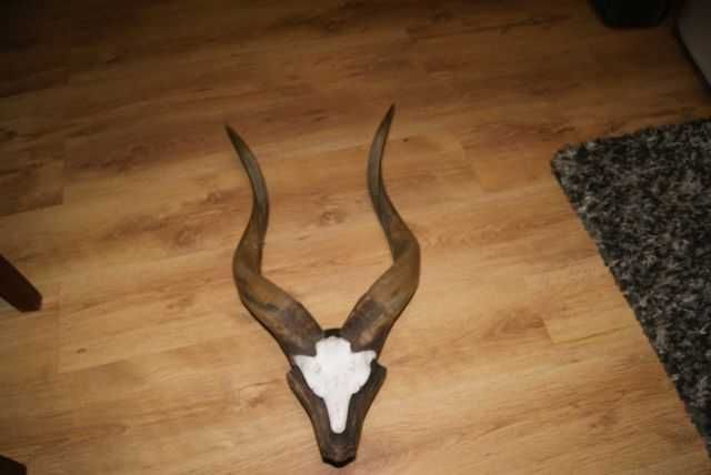 Rogi Antylopy Sitatunga Sawannowa Afryka myślistwo