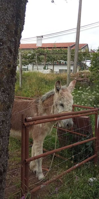 Vende-se Burro Gaspar