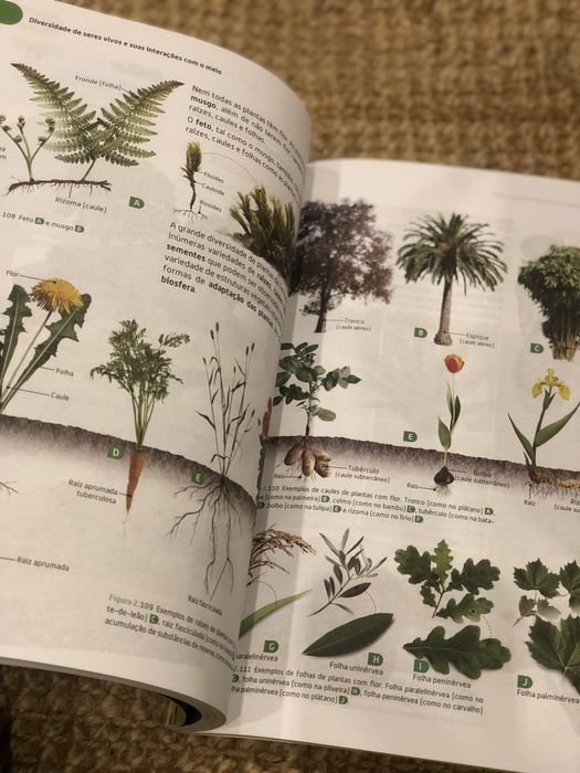 Manual cientic 5 ano