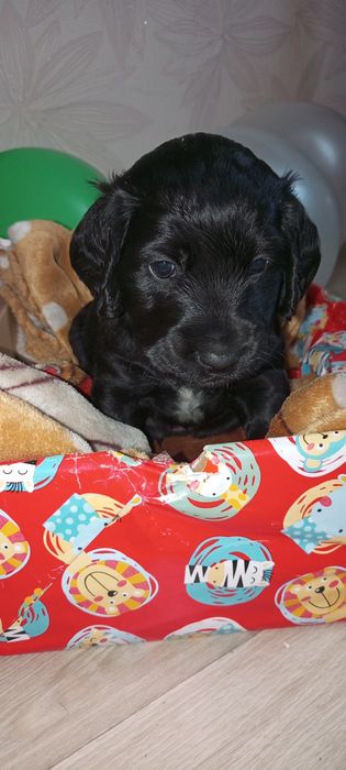 Хлопчик РМС в пошуках люблячого хазяїна