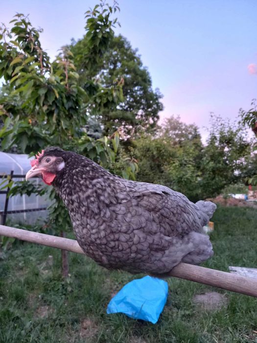 Kury nioski 20 tyg green shell dark shell marans zielonożki zielone jajka czubatki