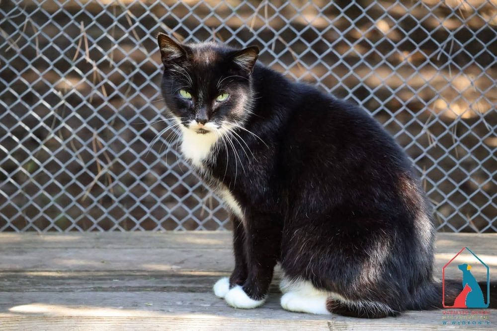 Pando 532/24 - SZUKA DOMU!