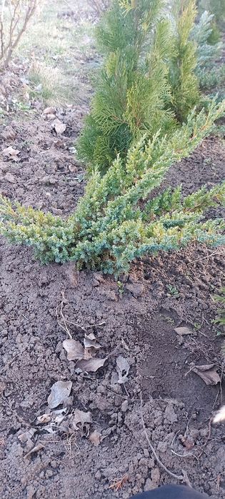 Ялівець лускатий Блю Стар та інші