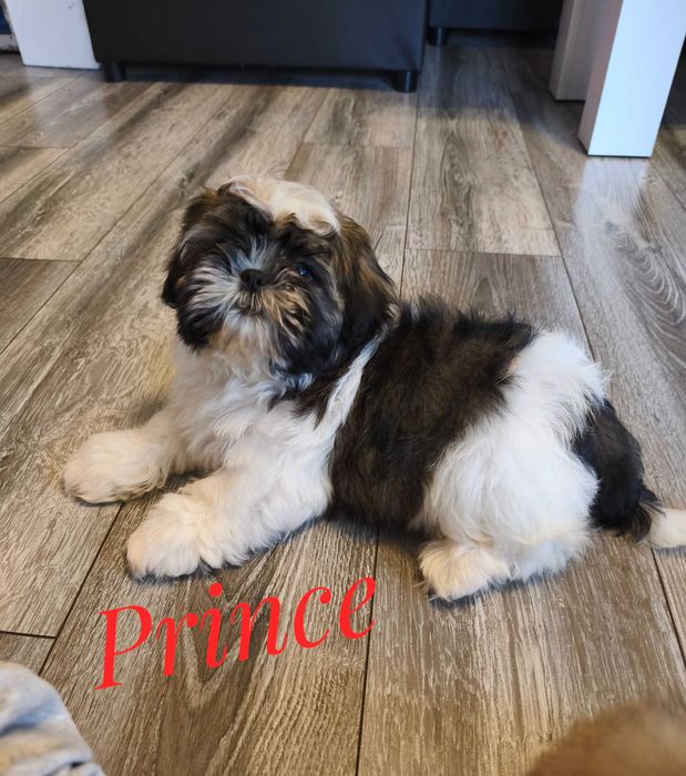 Shih Tzu - chłopczyk , cudny Prince