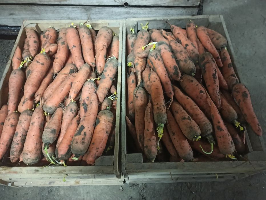 Продам  капуста , цибуля, столовий буряк, .