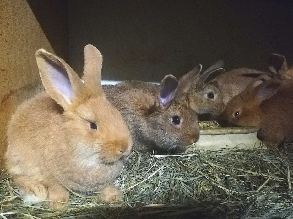 Sprzedam Młode Króliki mieszane