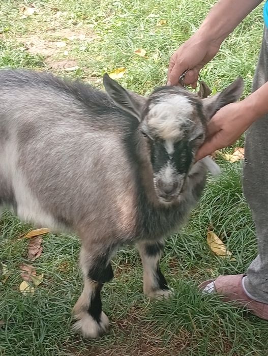 Продам козлика Мішу. Головна умова не на шашлик.