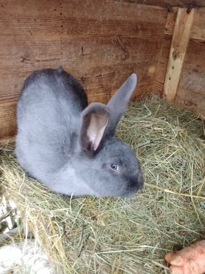 Sprzedam króliki