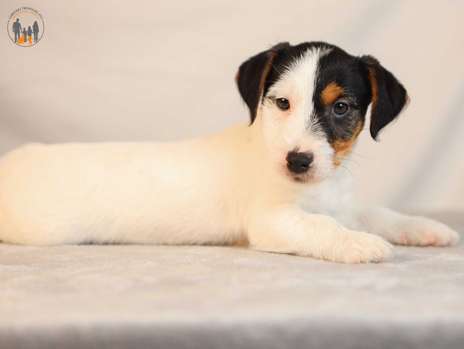 Jack Russell Terrier ZKwP FCI po Championie
