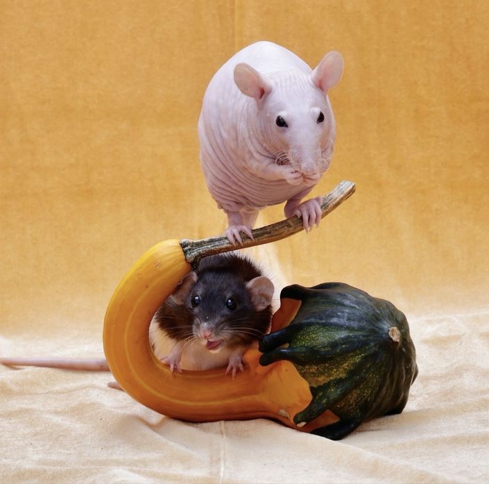 Щурик декортивний дамбо сфінкс