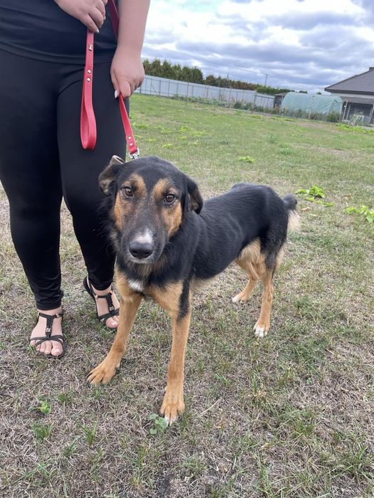 Wiktorek pies do adopcji